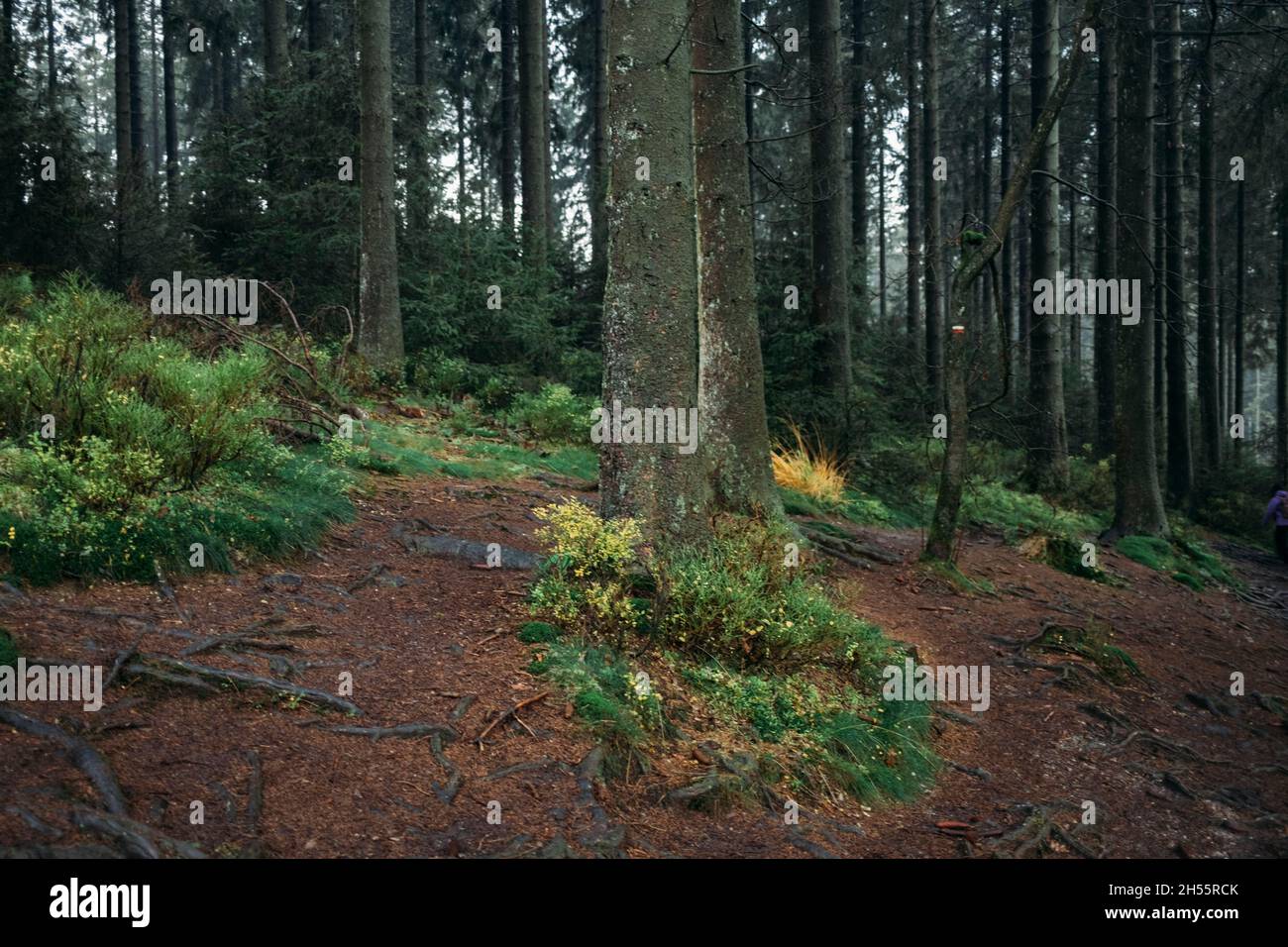 Hohes Venn, Belgien, 04.11.21: Waldlandschaft Hohes Venn. Foto: Presepfoto Mika Volkmann Foto Stock