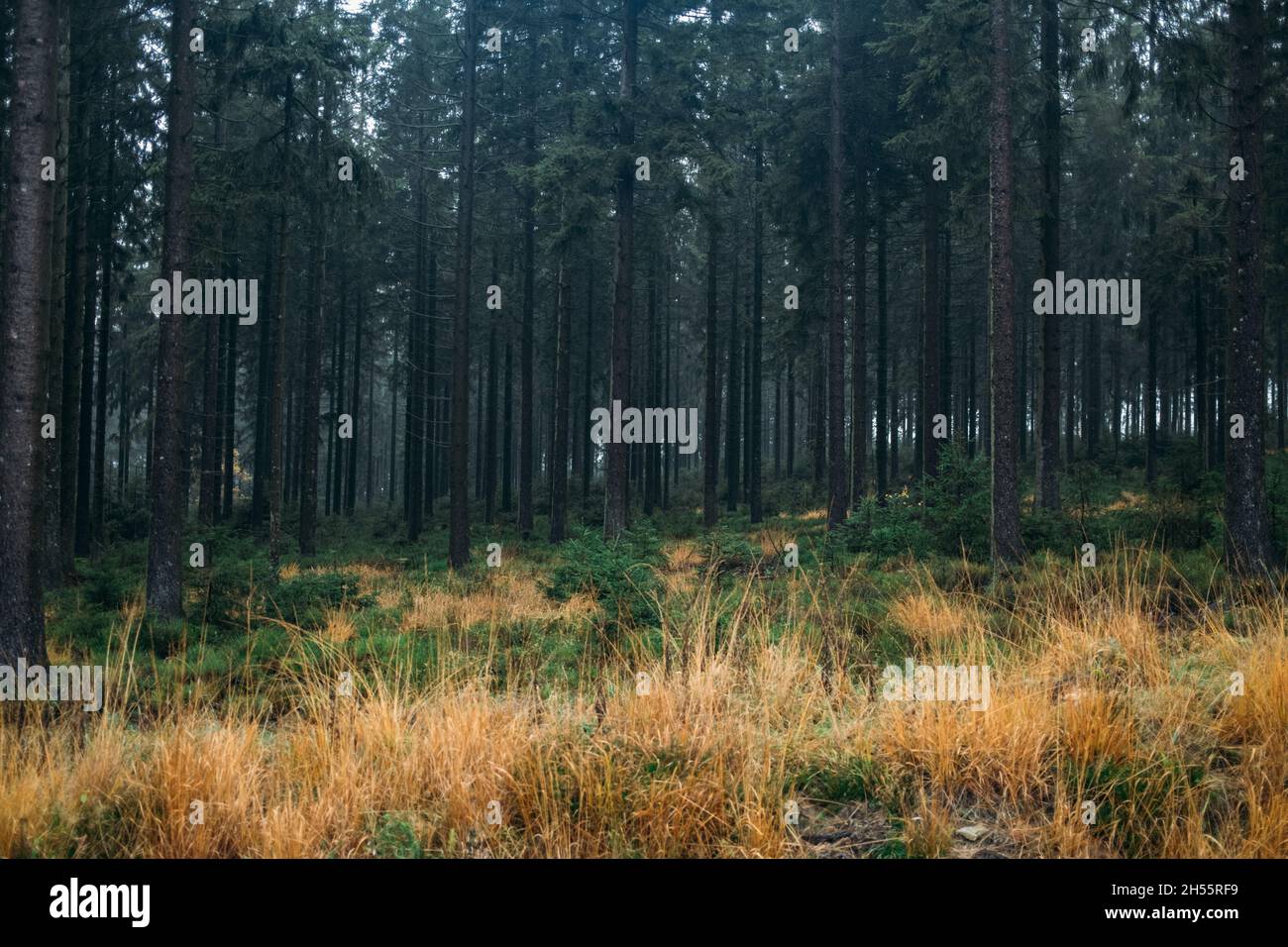 Hohes Venn, Belgien, 04.11.21: Waldlandschaft Hohes Venn. Foto: Presepfoto Mika Volkmann Foto Stock