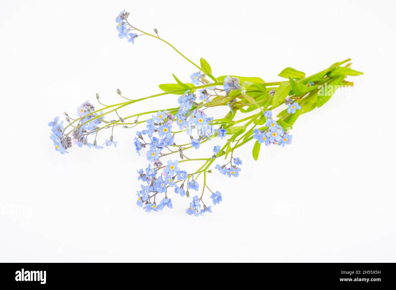 Piccolo mazzo di delicate sorgenti blu, fiori estivi di Myosotis. Foto studio. Foto Stock