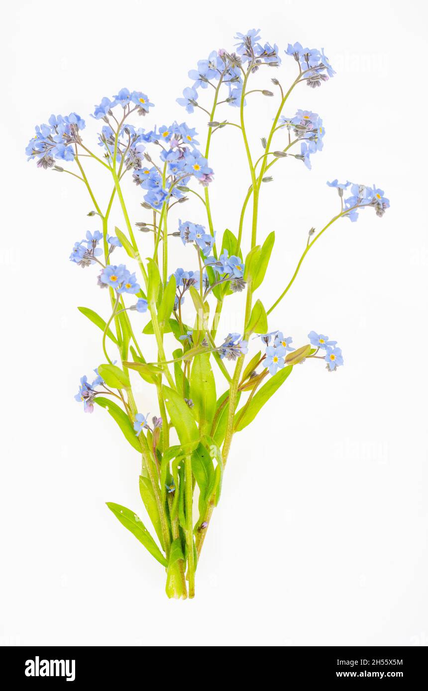 Piccolo mazzo di delicate sorgenti blu, fiori estivi di Myosotis. Foto studio. Foto Stock