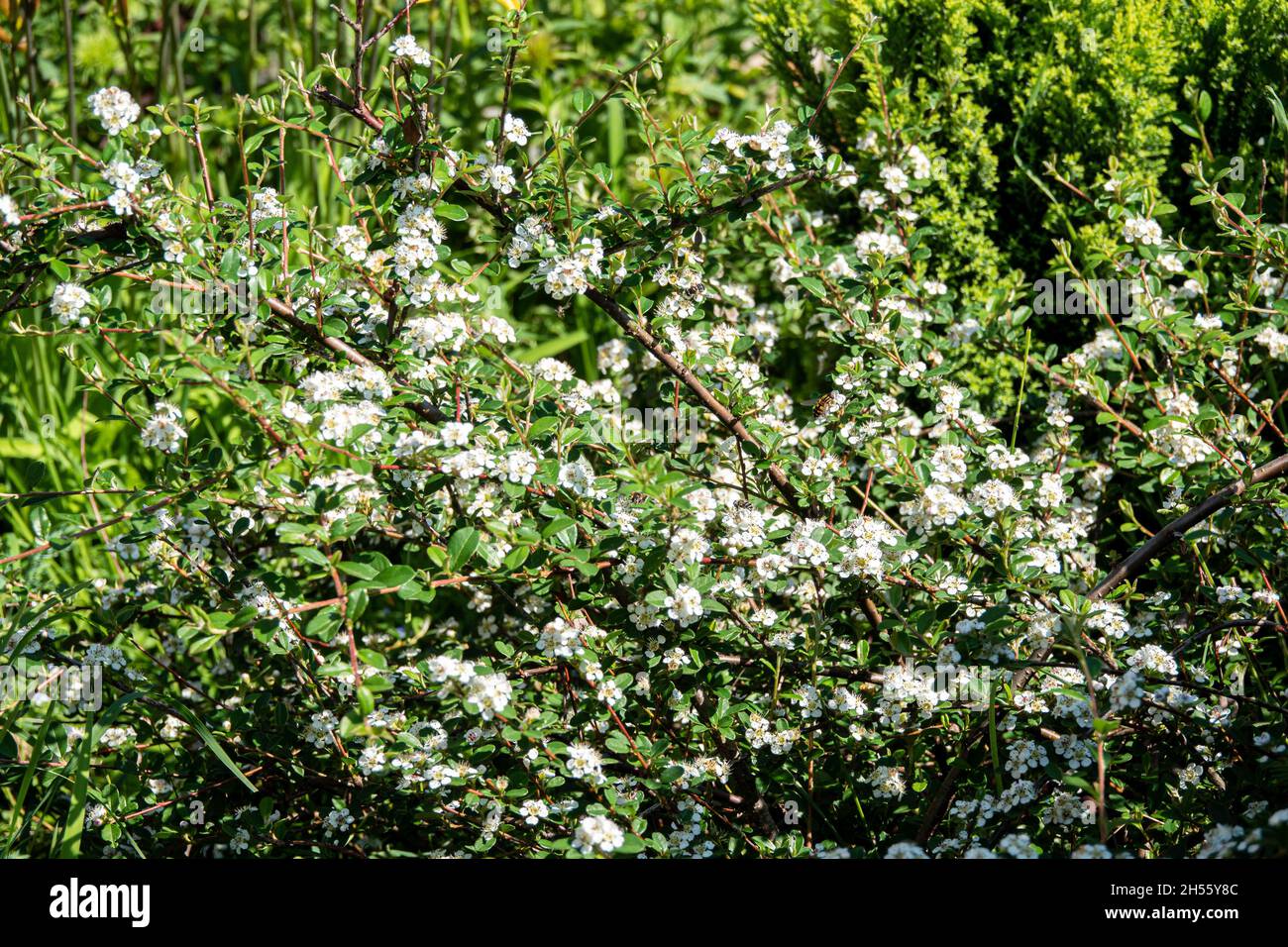 Bearberry cotoneaster Major - Nome latino - Cotoneaster dammeri Major Foto Stock