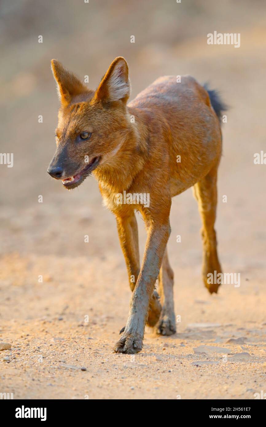 Un dhole adulto o cane selvatico indiano (Cuon alpinus) alla riserva della tigre di Tadoba Andhari, Maharashtra, India Foto Stock