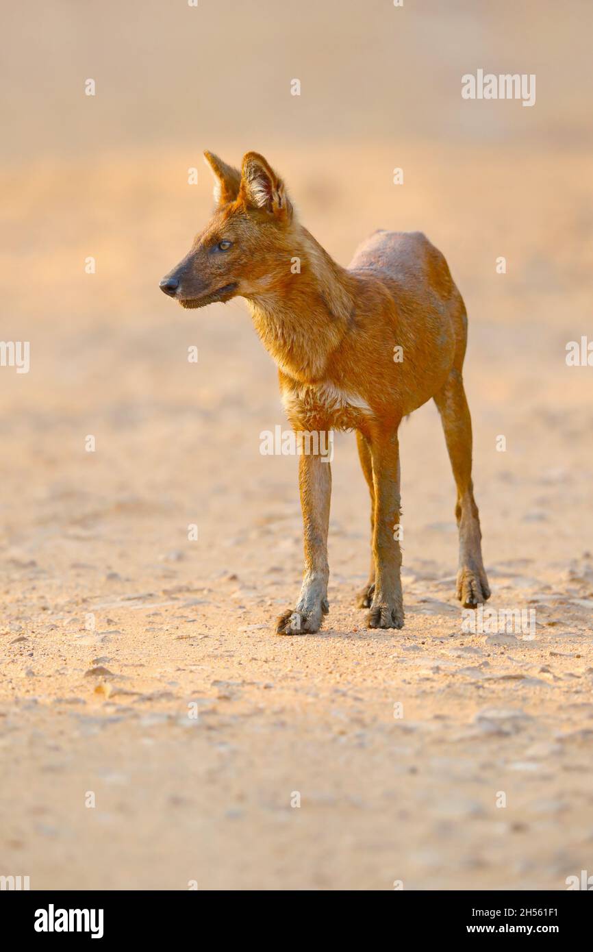 Un dhole adulto o cane selvatico indiano (Cuon alpinus) alla riserva della tigre di Tadoba Andhari, Maharashtra, India Foto Stock