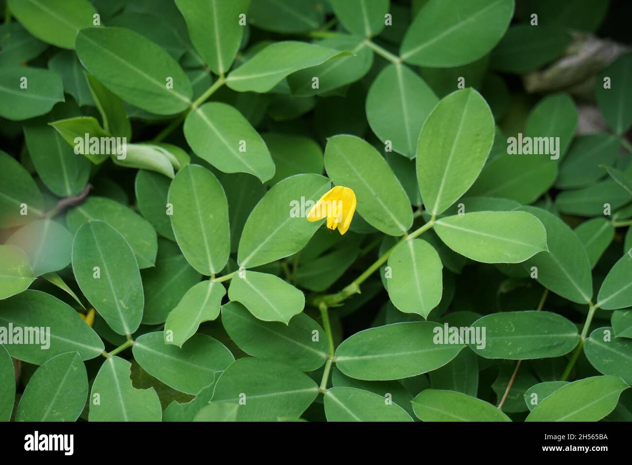 Arachis pintoi (Pinto peanut) con sfondo naturale Foto Stock