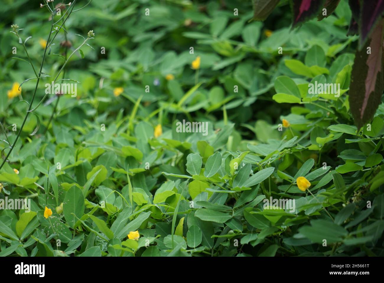 Arachis pintoi (Pinto peanut) con sfondo naturale Foto Stock