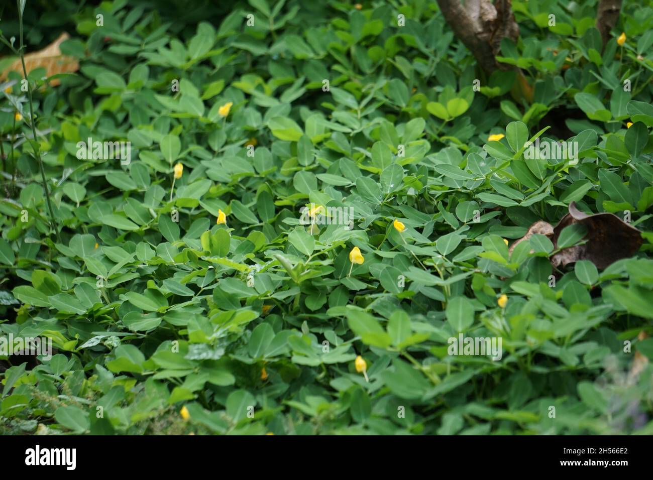 Arachis pintoi (Pinto peanut) con sfondo naturale Foto Stock