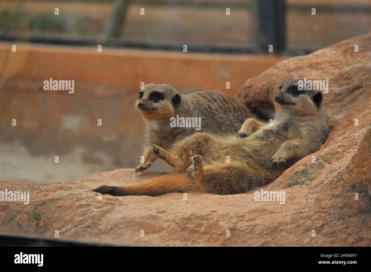 Una famiglia di meerkats, uno rilassante sdraiato su una roccia e l'altro curioso circa il movimento in uno zoo di São Paulo, Brasile. Foto Stock