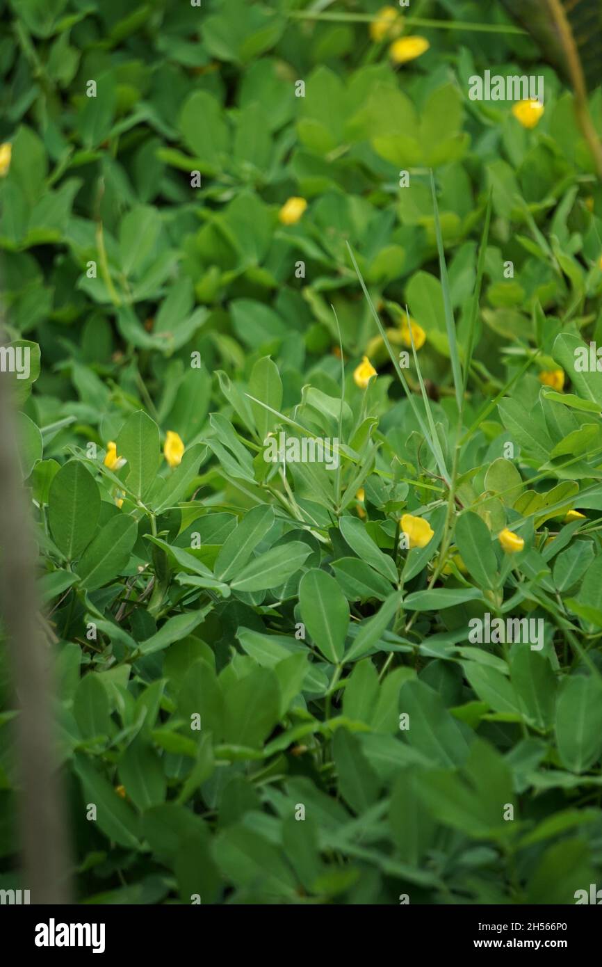 Arachis pintoi (Pinto peanut) con sfondo naturale Foto Stock