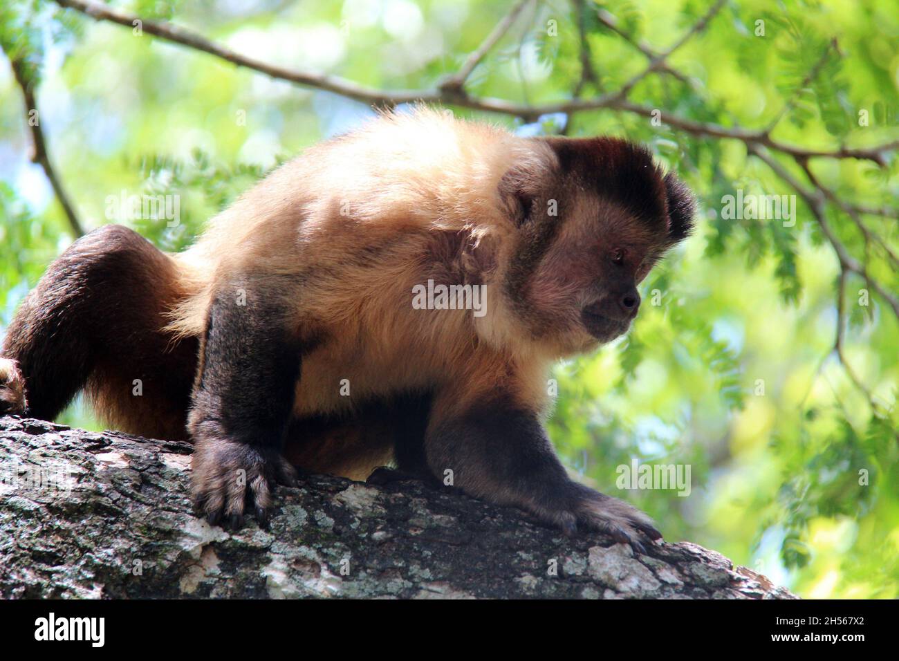 Scimmia seduta su un tronco di albero, con sfondo sfocato. Bonito - Mato Grosso do sul - Brasile. Foto Stock