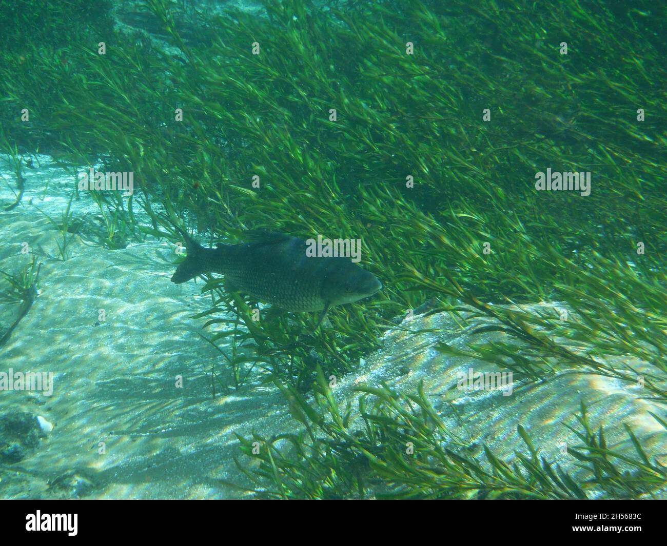 Acqua limpida, gruppo di pesci che nuotano nel fiume. Vista sull'acqua, sole che illumina il fondo del fiume e il pesce. Bonito, Brasile. Foto Stock
