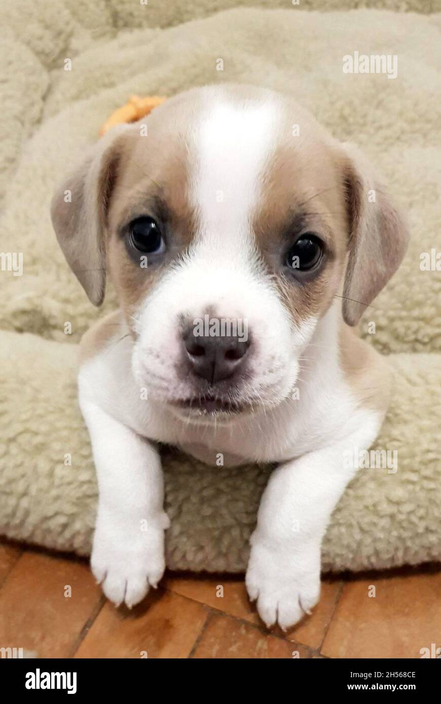 Ritratto di un cane femmina molto carino. Foto Stock