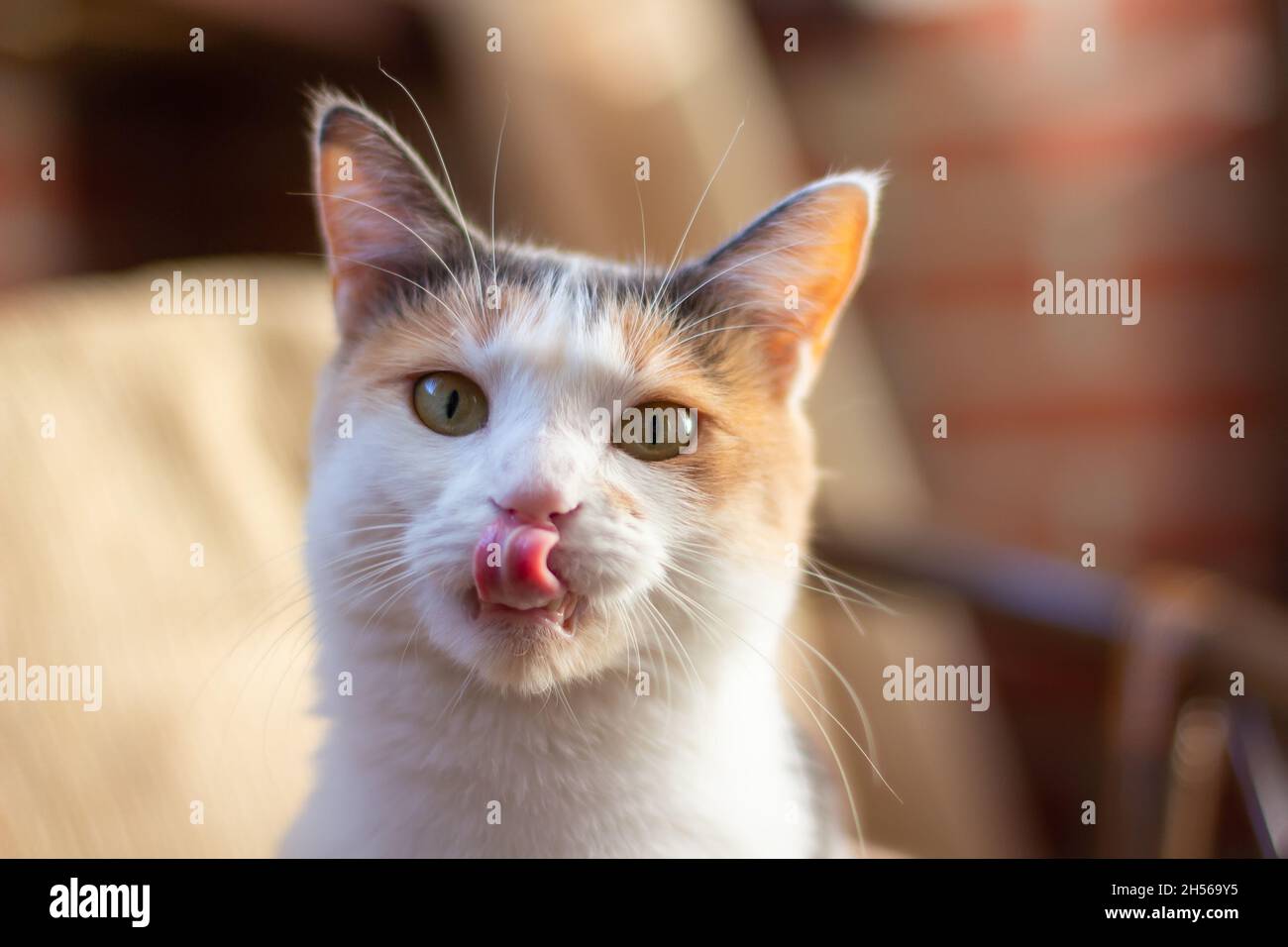 Gatto tricolore domestico con occhi giallo-verdi siede all'interno, lecca (mostra la lingua) e guarda la macchina fotografica. Primo piano, messa a fuoco selettiva. Foto Stock