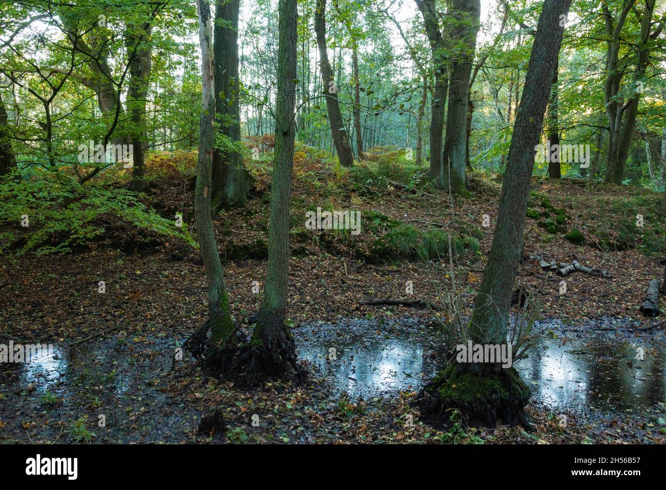 Germania, Langenfeld (Rheinland), Bergisches Land, Niederbergisches Land, Niederberg, Renania, Renania Settentrionale-Vestfalia, NRW, Langenfeld-Immigrath, Motte Flachenhof al Blockbach, monumento archeologico, nel Medioevo castello motte-and-baily, foresta Foto Stock