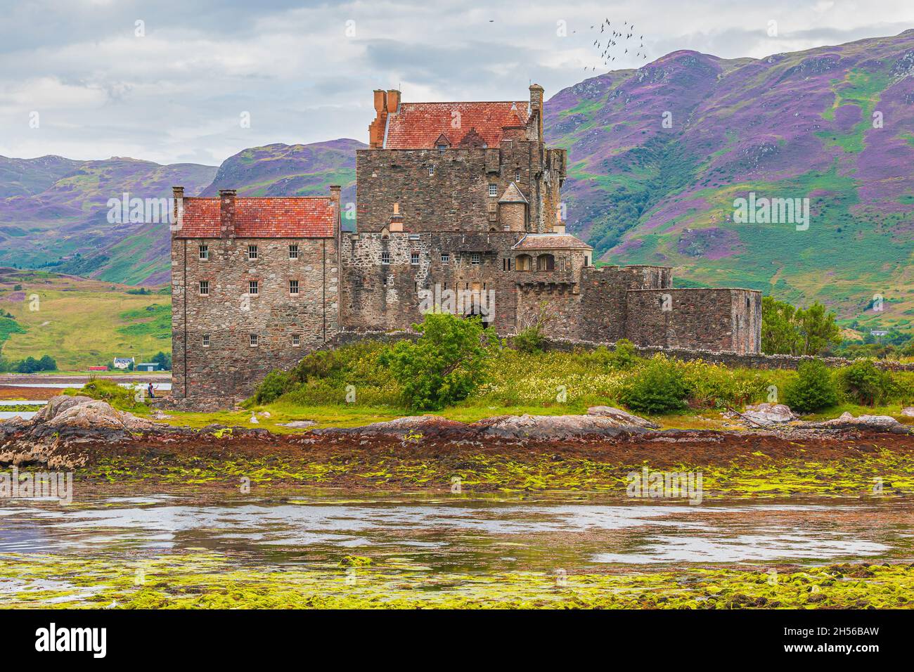 Eilean Donan Castello in estate a bassa marea. Castello su un'isola nelle Highlands scozzesi. Rocce di fronte al castello con alghe verdi. Montagne col Foto Stock