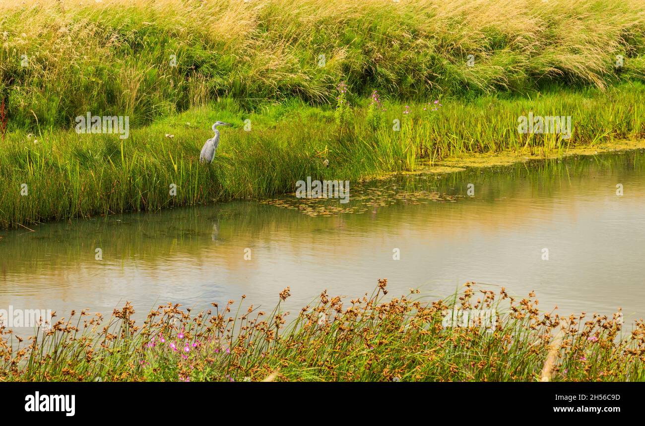 Un airone grigio si erge su una banca laghetto nel terreno di Whitby Abbey Foto Stock