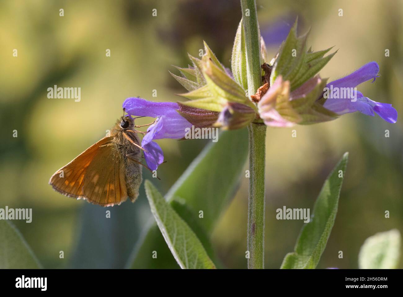 Ochlodes venatus, skipper grande Foto Stock