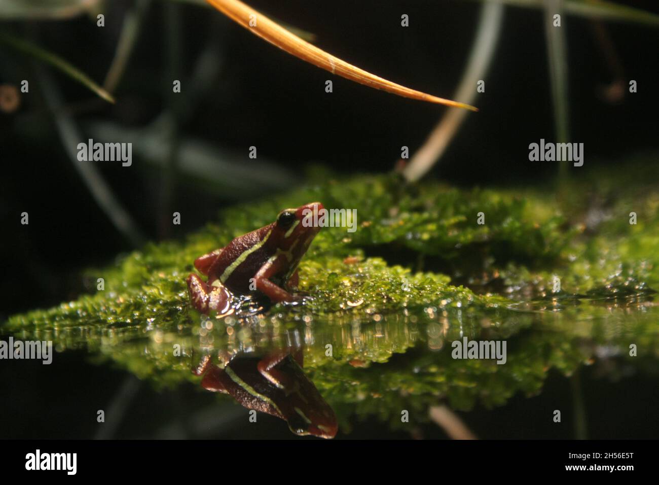 piccolo veleno a strisce frana seduto sul muschio accanto a riflettere acqua Foto Stock