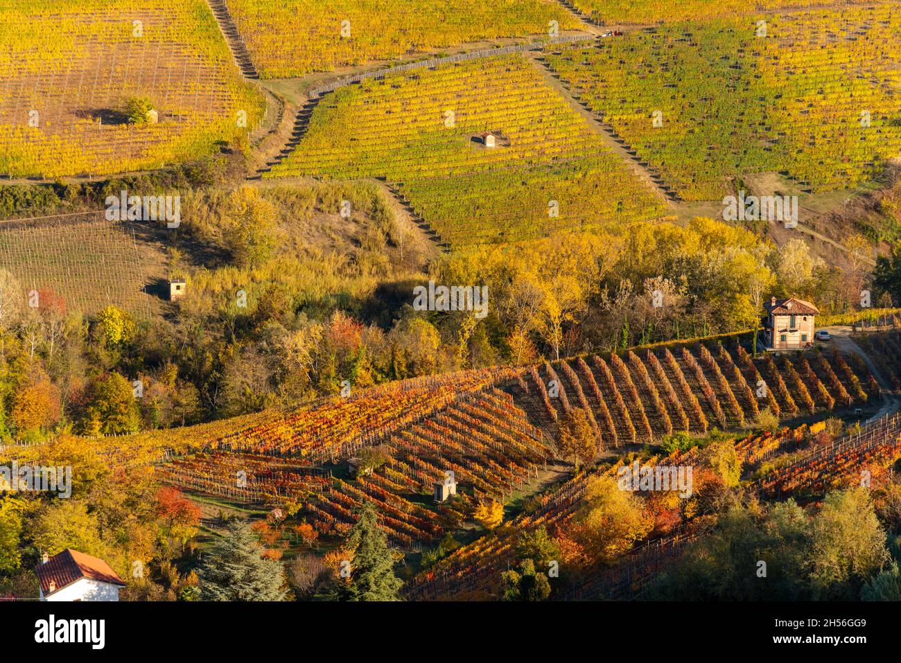 Colline del Barolo, Langhe, Italia, paesaggio di vigneti d'uva Nebbiolo con splendidi colori autunnali Foto Stock