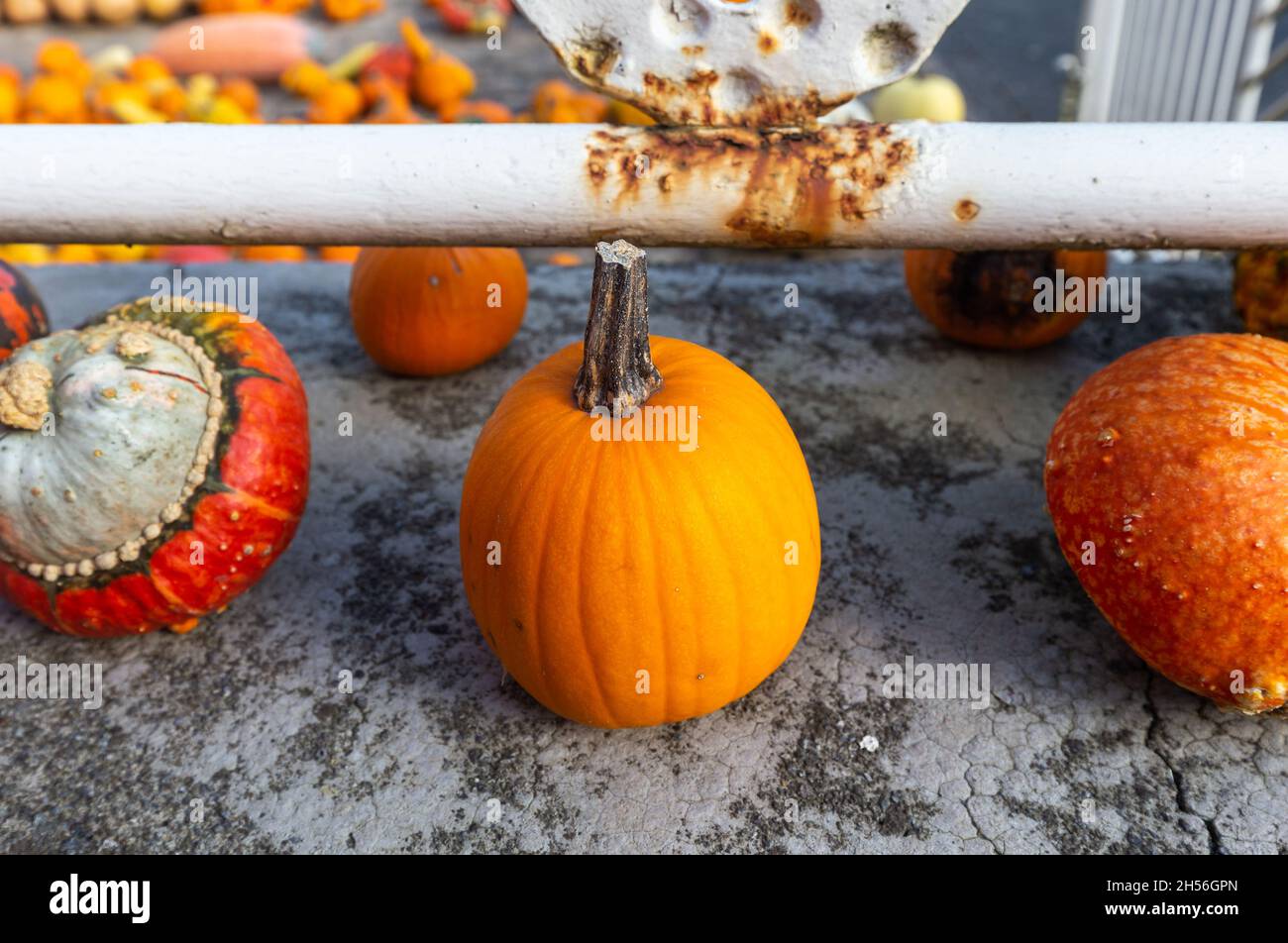 Un sacco di mini zucca al mercato agricolo all'aperto Foto Stock
