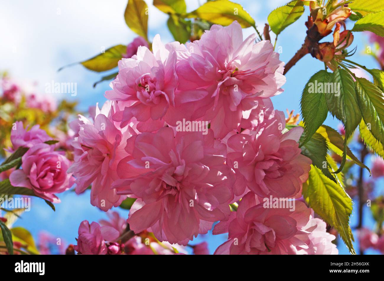 Sakura ramo con delicati fiori densi con petali rosa e. foglie verdi su un albero in un parco su un giorno di primavera Foto Stock