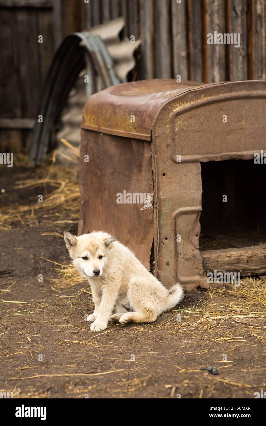 un cane triste in una vecchia doghouse. Foto Stock