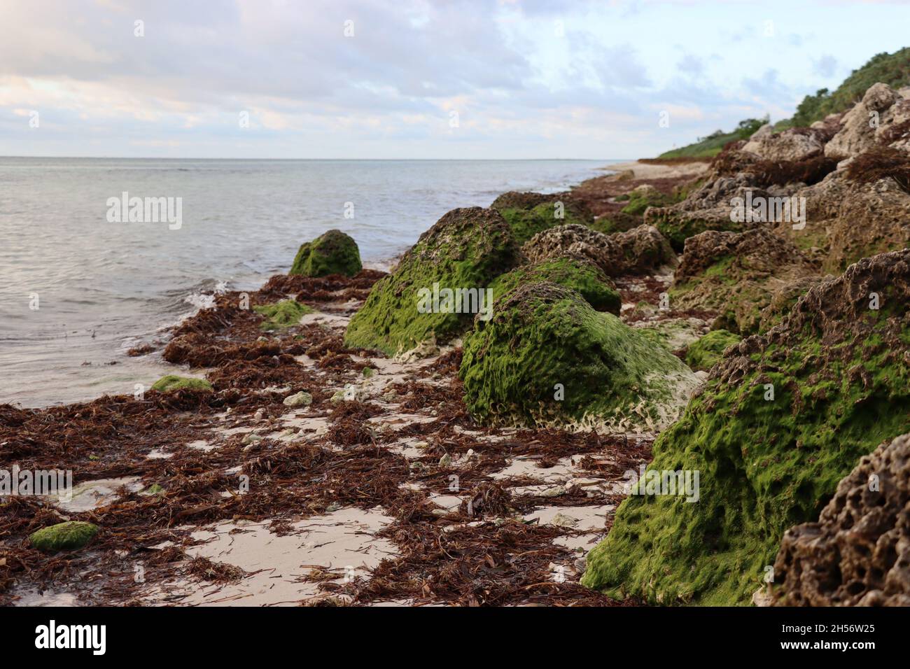 Bella spiaggia tropicale, sabbiosa con rocce ricoperte di alghe muschio Foto Stock