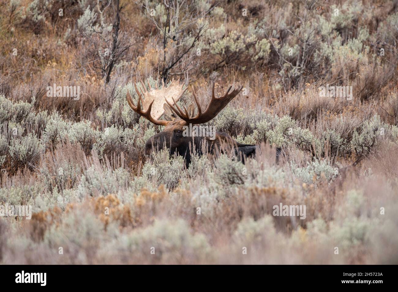 Bull alci in autunno Foto Stock