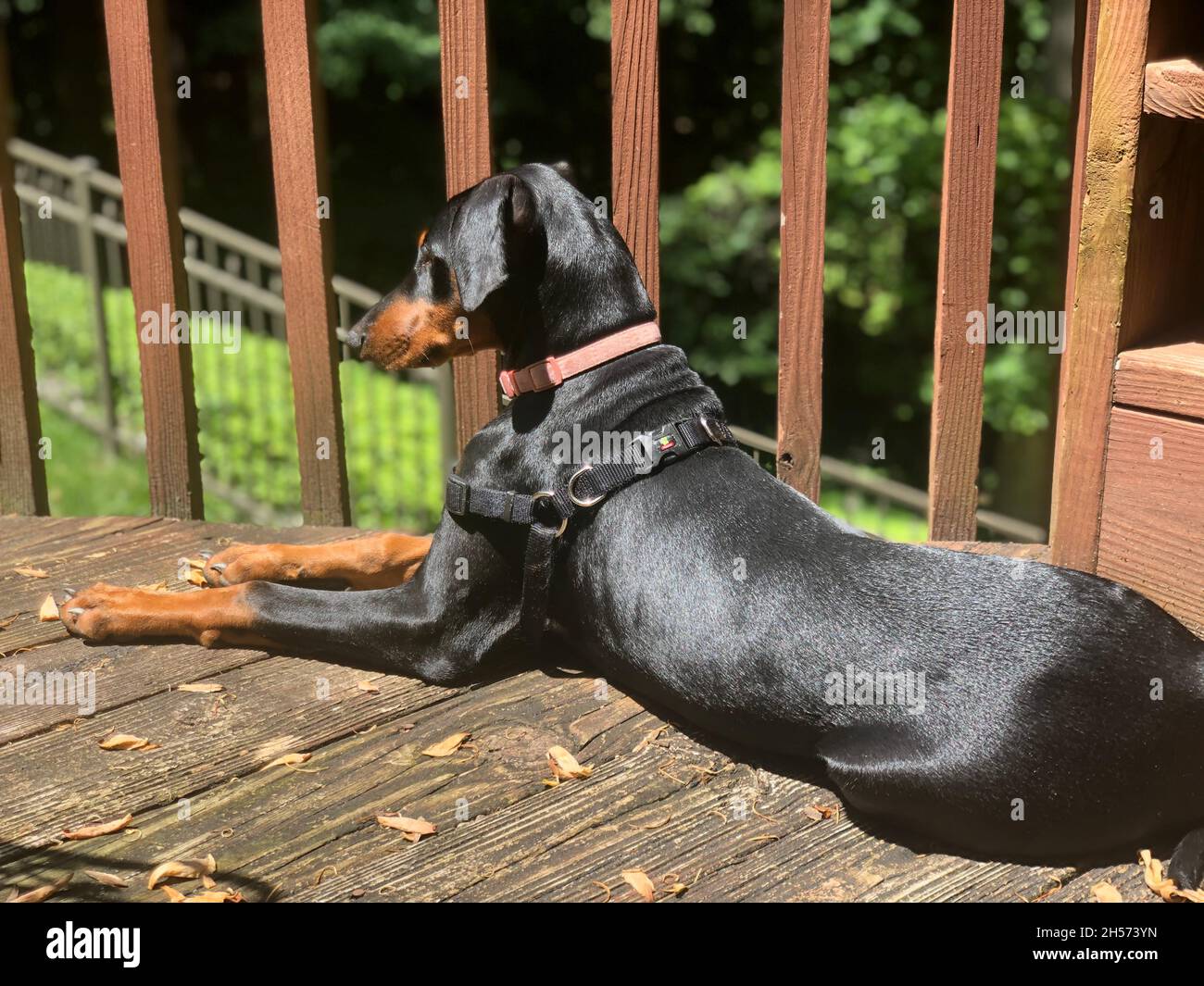 Cucciolo di Doberman sul ponte Foto Stock