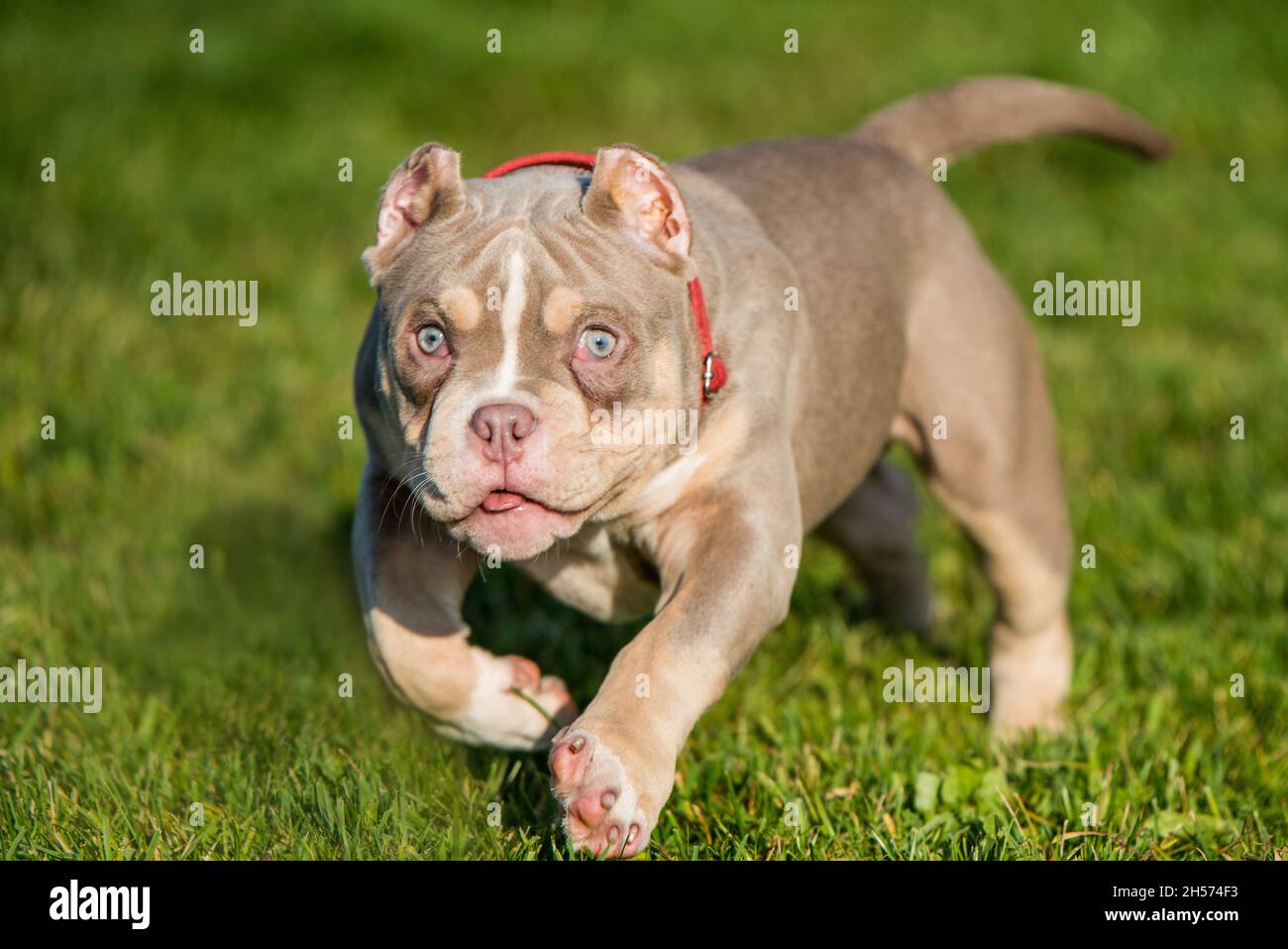 Una tasca Lilac colore maschio American Bully cucciolo cane è in movimento. Cane di medie dimensioni con un corpo muscolare Foto Stock