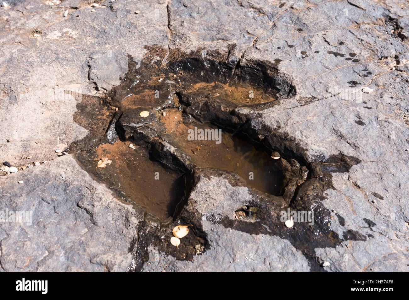 Una pista di dinosauri piena di pioggia nell'arenaria di Fisher Mesa vicino a Moab, Utah. Foto Stock