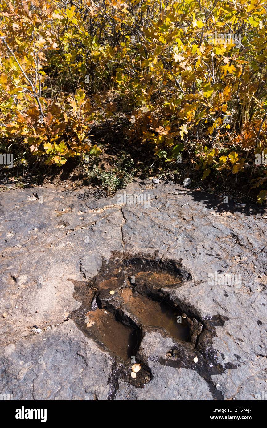 Una pista di dinosauri piena di pioggia nell'arenaria di Fisher Mesa vicino a Moab, Utah. Foto Stock
