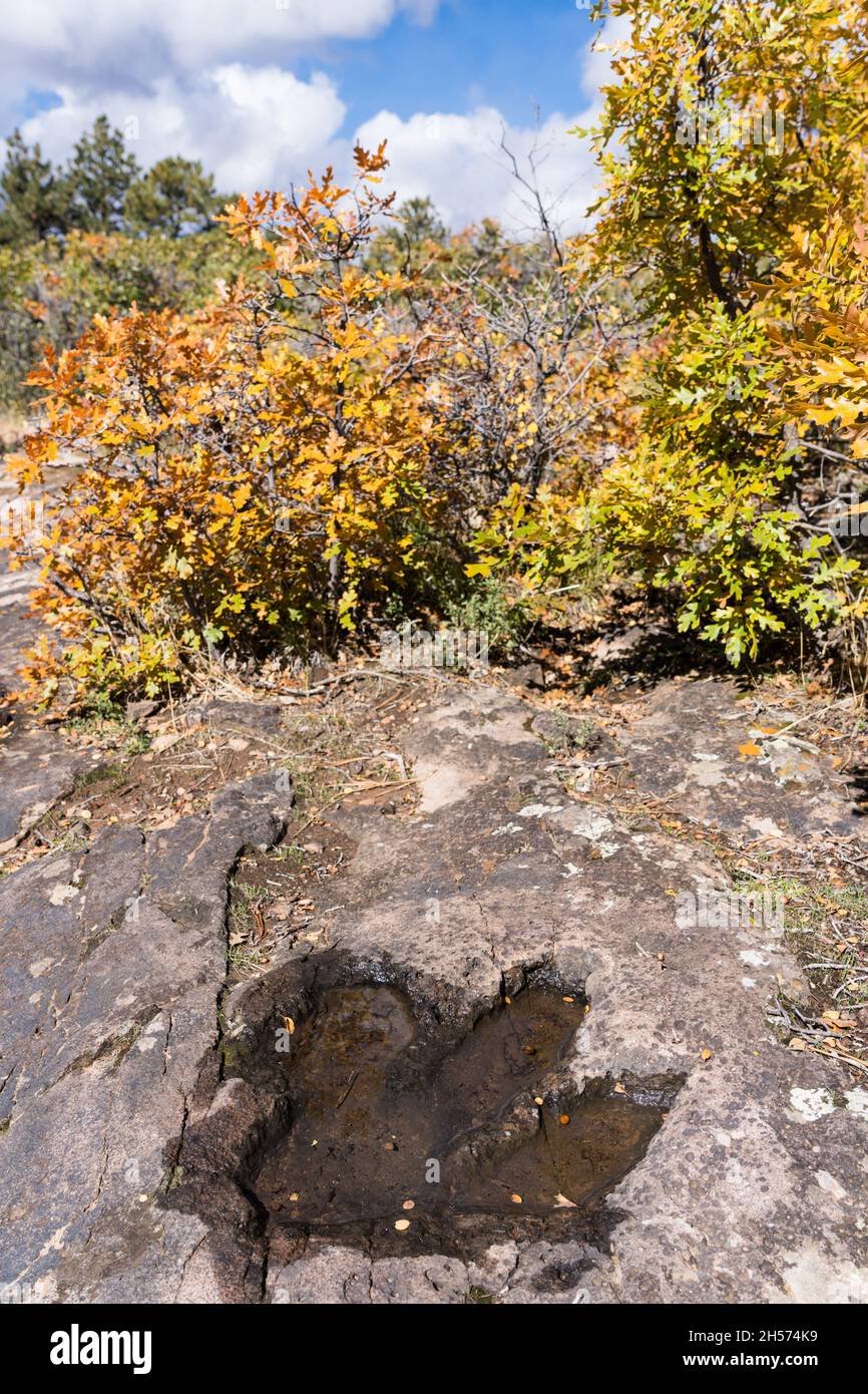 Una pista di dinosauri piena di pioggia nell'arenaria di Fisher Mesa vicino a Moab, Utah. Foto Stock