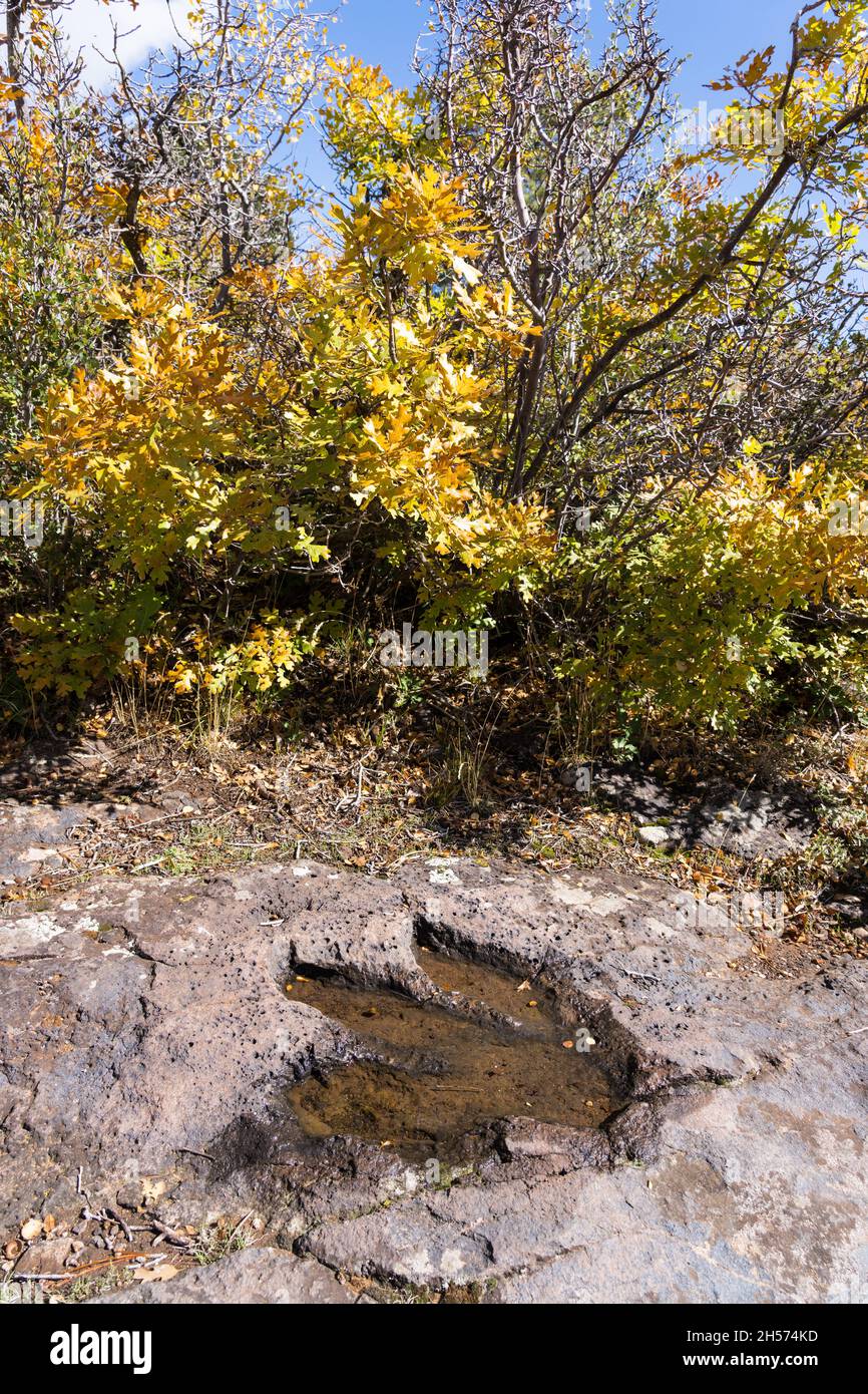 Una pista di dinosauri piena di pioggia nell'arenaria di Fisher Mesa vicino a Moab, Utah. Foto Stock