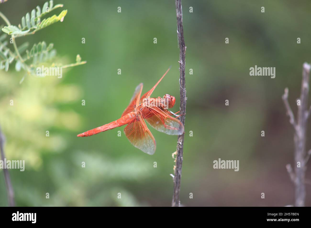 Dragonfly in Texas Foto Stock