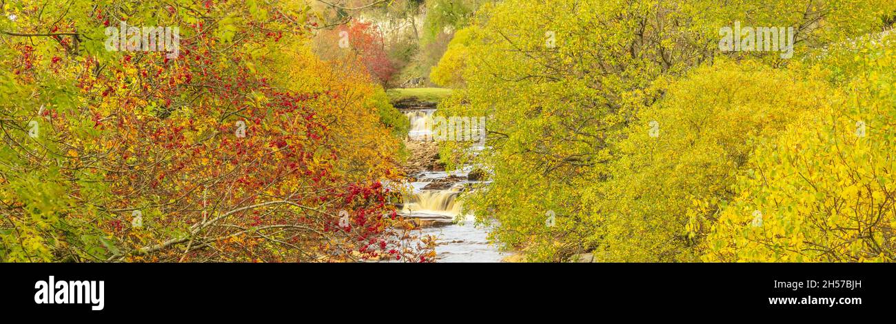 Wain Wath Force in autunno. Una popolare attrazione turistica a Upper Swaledale, Yorkshire Dales. Betulla d'argento con foglie gialle e alberi di Rowan recanti Foto Stock