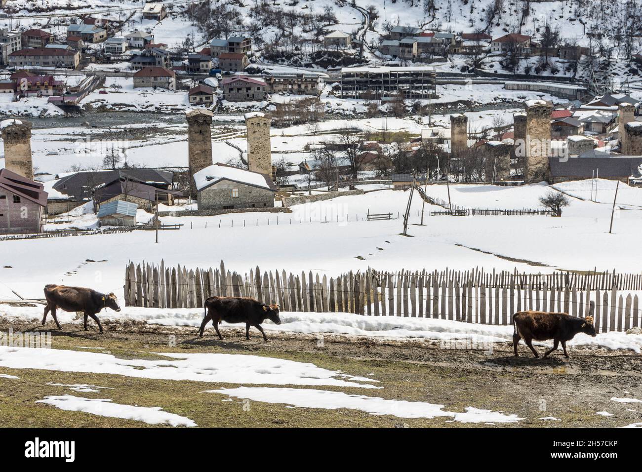 Mucche che camminano lungo una recinzione in una regione invernale Mestia.Svaneti, Georgia, Caucaso Montagne Foto Stock