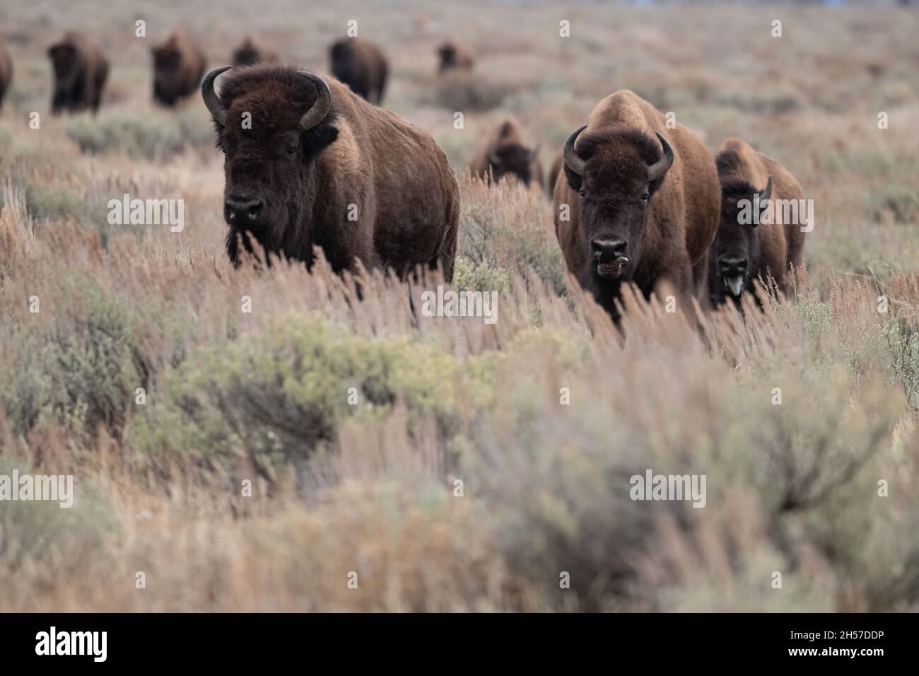 Bisonte che corre Foto Stock