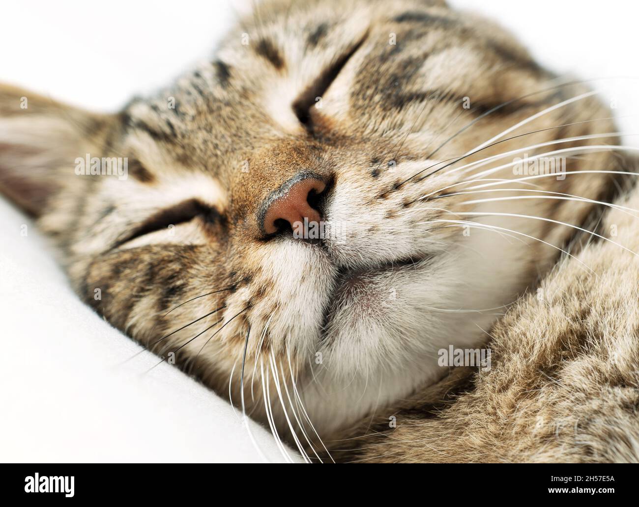 Primo piano del viso di un gatto rilassato Foto Stock
