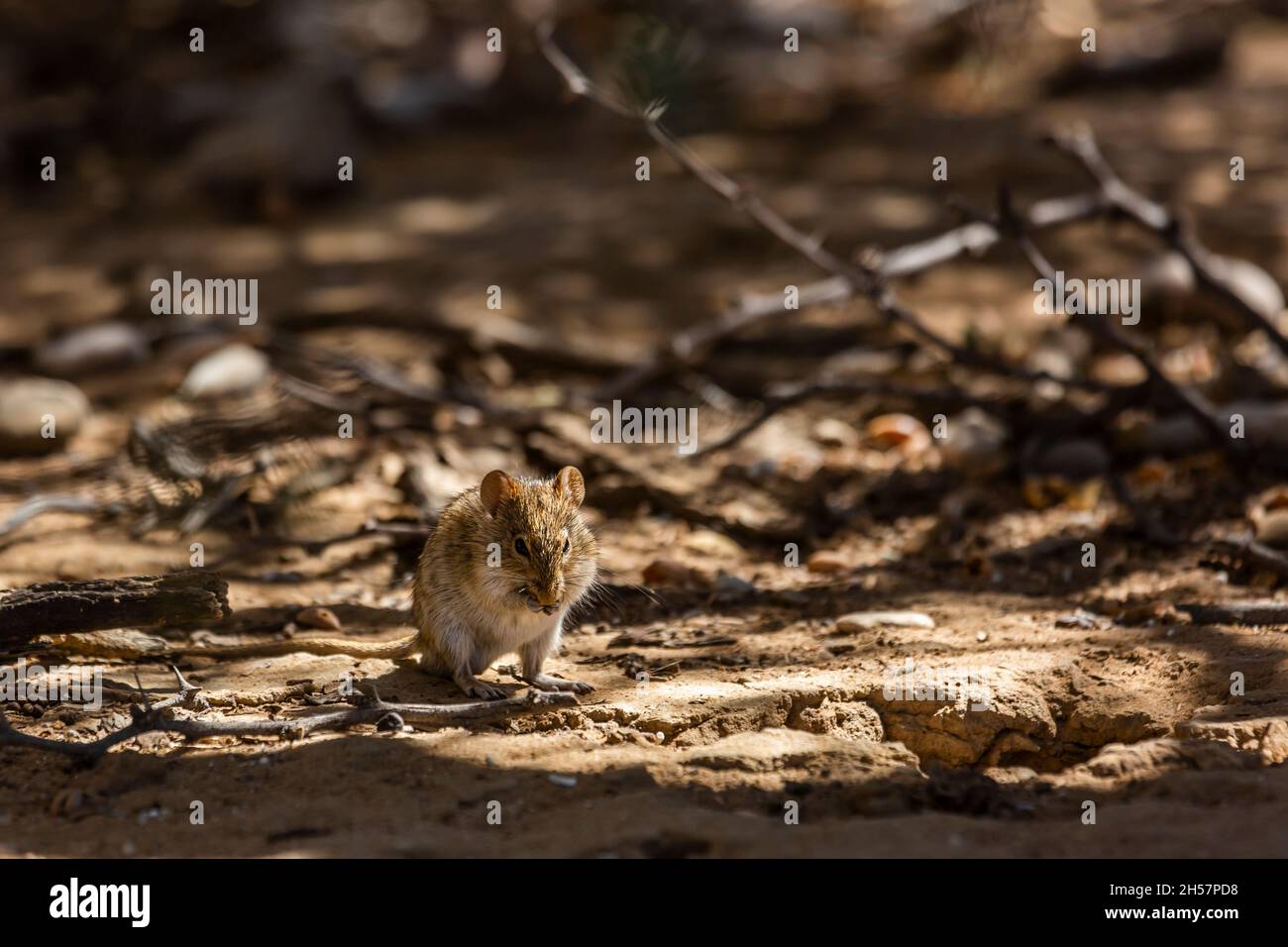 Rhabdomys mangiare a terra nel parco di Kgalagadi transfrontier, Sudafrica; specie Rhabdomys pumilio famiglia di Muridae Foto Stock
