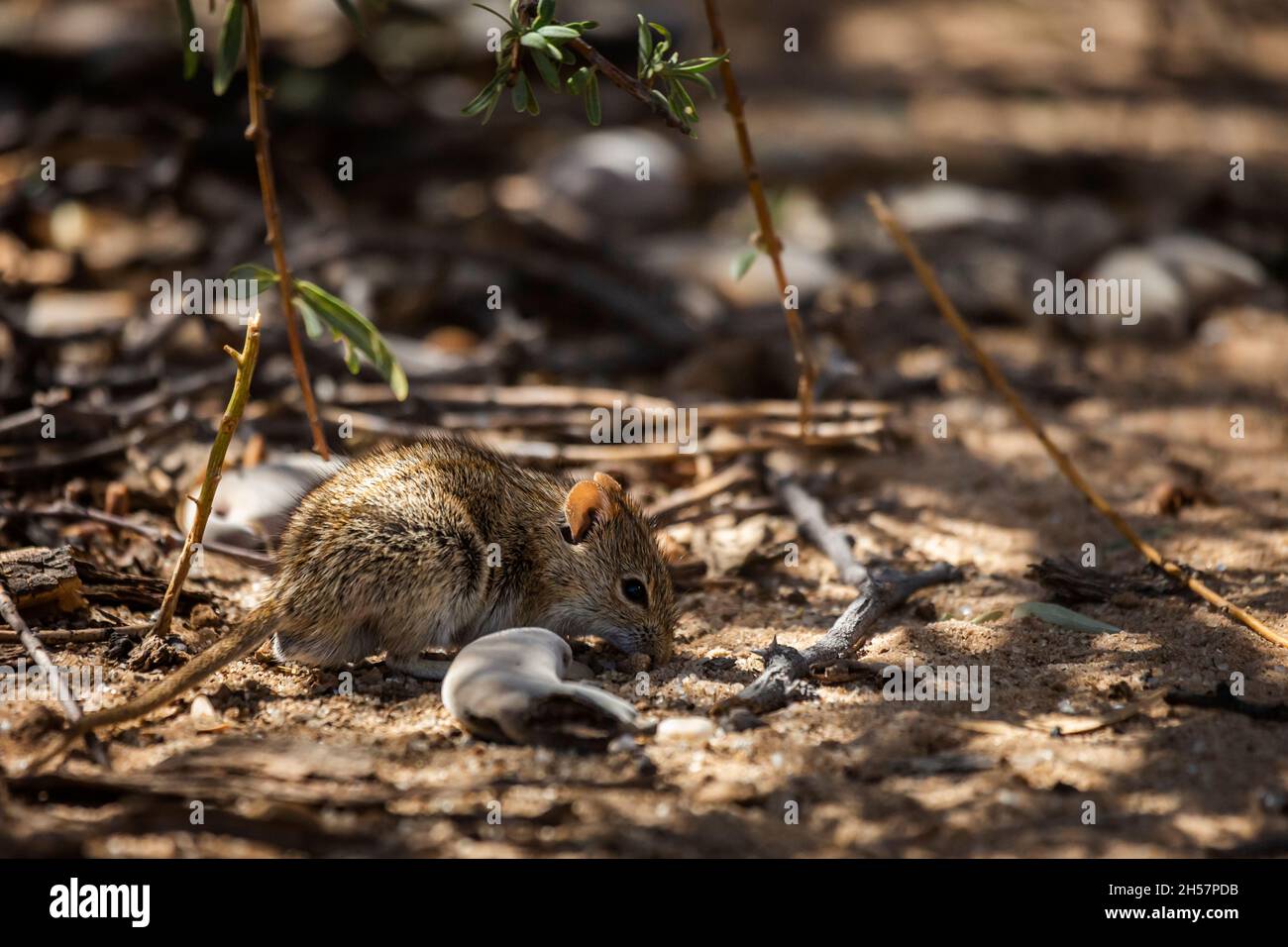 Rhabdomys mangiare a terra nel parco di Kgalagadi transfrontier, Sudafrica; specie Rhabdomys pumilio famiglia di Muridae Foto Stock