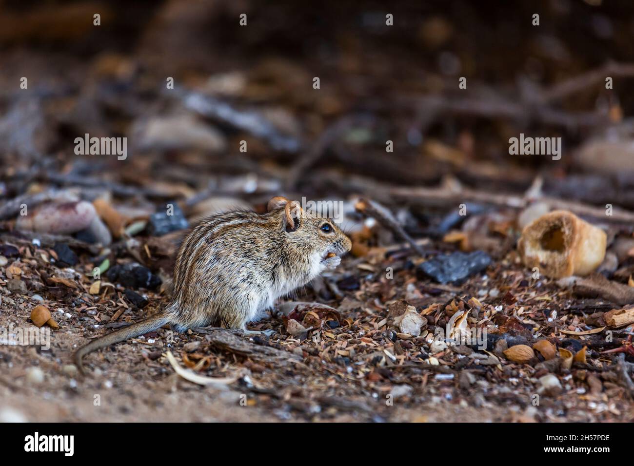 Rhabdomys mangiare a terra nel parco di Kgalagadi transfrontier, Sudafrica; specie Rhabdomys pumilio famiglia di Muridae Foto Stock