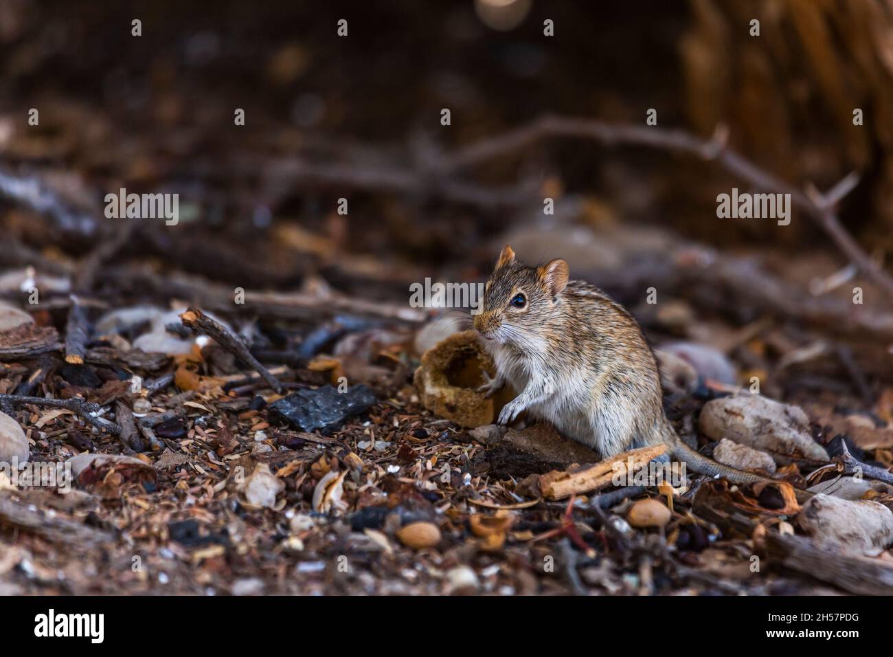 Rhabdomys in piedi sul terreno nel parco di Kgalagadi transfrontier, Sudafrica; specie Rhabdomys pumilio famiglia di Muridae Foto Stock