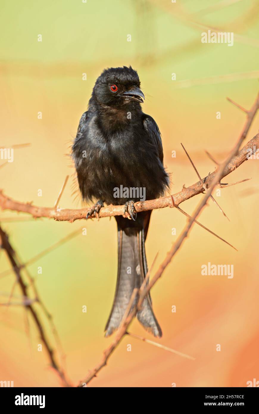 Drongo a forcella - Dicrurus adsimilis, bellissimo uccello arroccante nero a coda lunga proveniente da cespugli africani, Tsavo West, Kenya. Foto Stock