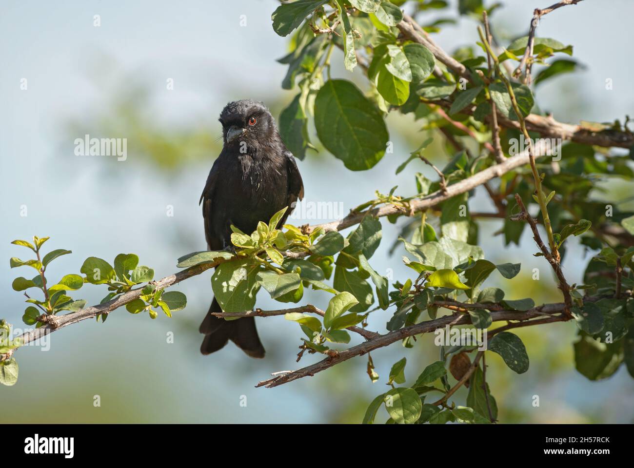 Drongo a forcella - Dicrurus adsimilis, bellissimo uccello arroccante nero a coda lunga proveniente da cespugli africani, Tsavo West, Kenya. Foto Stock