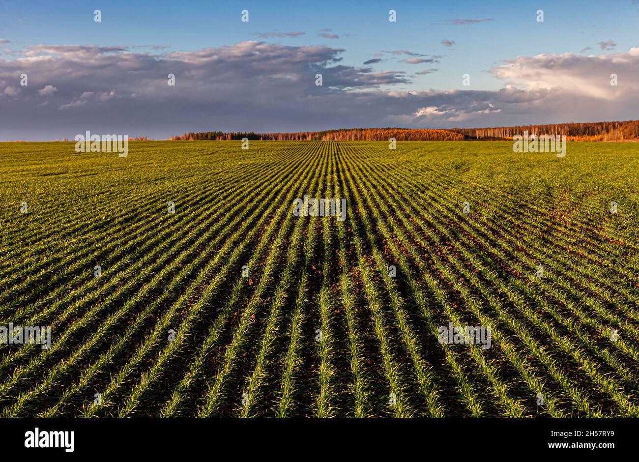 un paesaggio in cui un campo con raccolti invernali va in lontananza Foto Stock