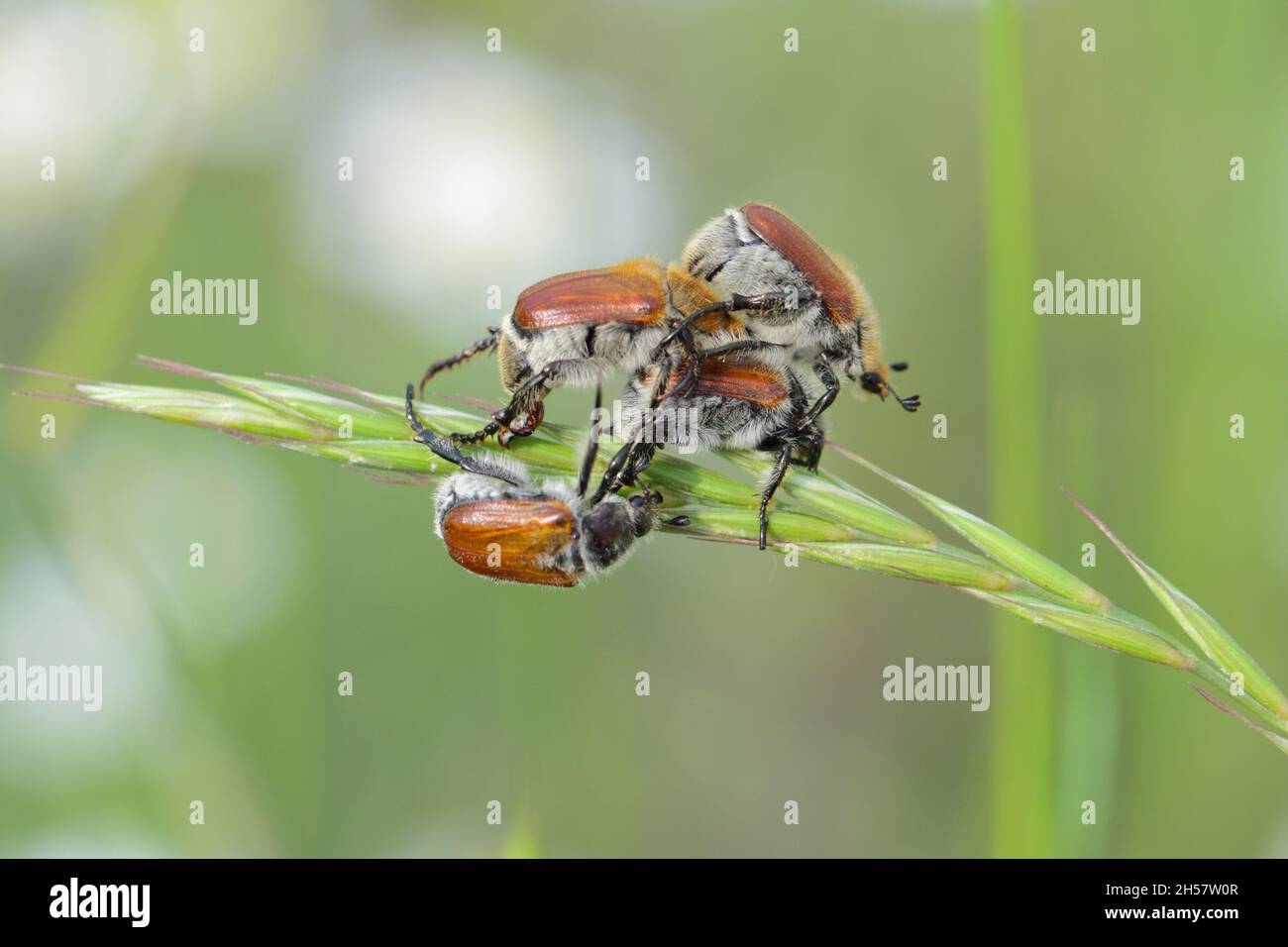 Comune chafer di foglie di cereali - Chaetopteroplia (o Anisoplia) segetum. È pesti comuni di cereali. Fagioli sull'orecchio di segale. Foto Stock