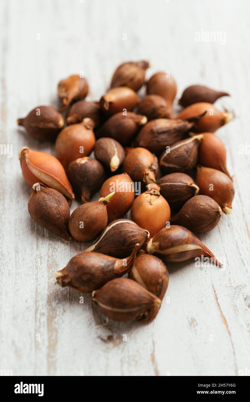 Tulipano selvatico (tulipa sylvestris) bulbi Foto Stock