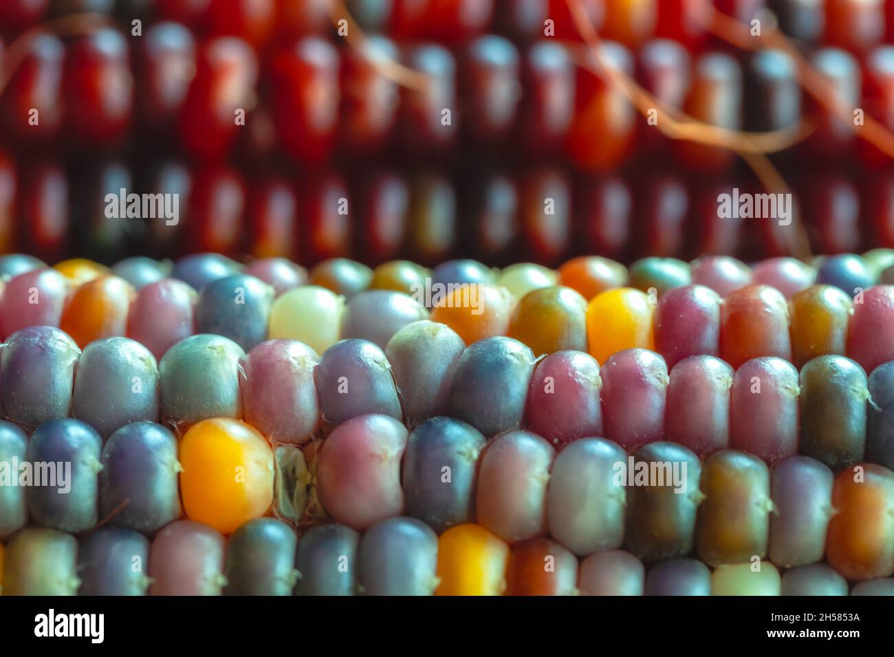 Primo piano presso i colorati chicchi di corna indiane. Foto Stock