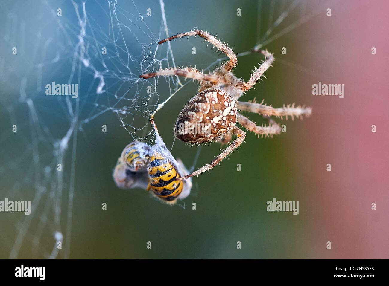 Ragno da giardino europeo con vespe in rete (Araneus diadematus). Ragno femminile e sua preda Foto Stock