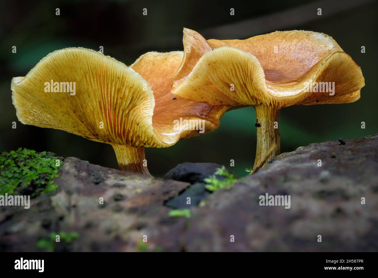 Due bellissimi funghi di grandi dimensioni marrone chiaro con cappelli arricciati su sfondo scuro autunnale Foto Stock